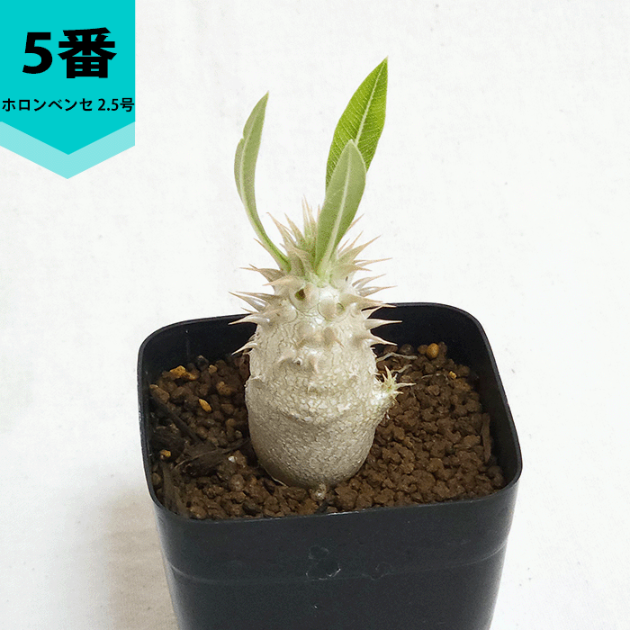 多肉植物（サボテン、多肉植物）（サボテン、多肉植物種類