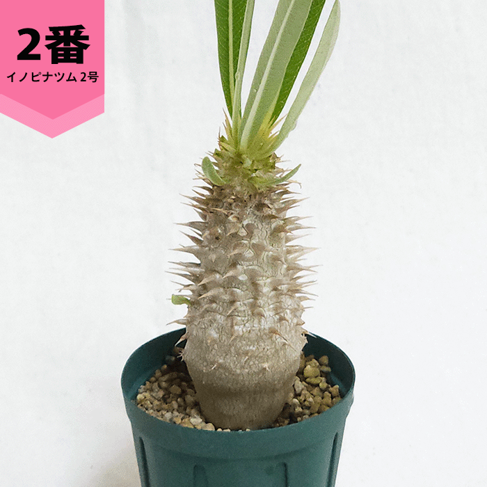 パキポディウム イノピナツム 2号 プラ鉢 塊根植物 種類 鉢 土 パキポディウム イノピナツム 2号 プラ鉢 塊根植物 種類 鉢 土
