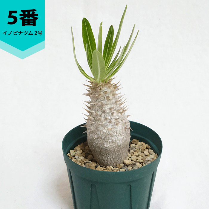 パキポディウム イノピナツム 2号 プラ鉢 塊根植物 種類 鉢 土