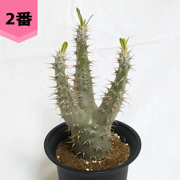 パキポディウム カクチペスのおすすめ人気商品一覧 通販 - Yahoo