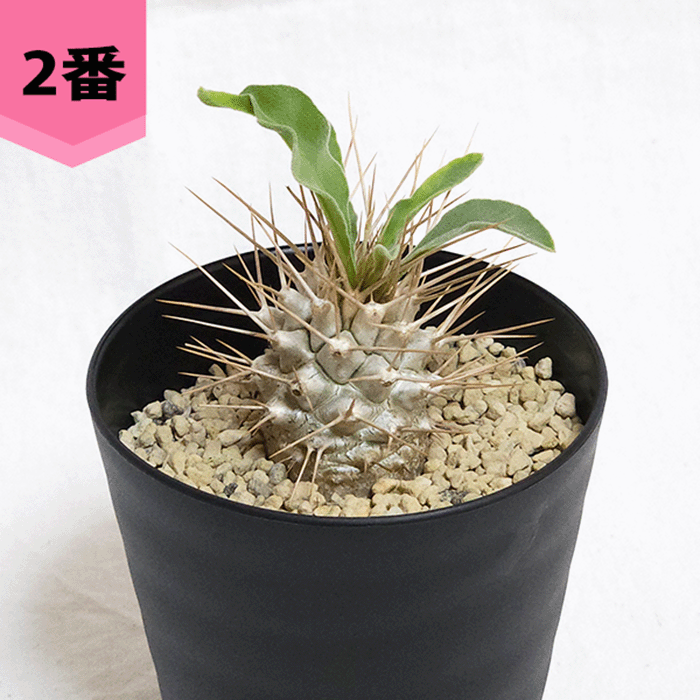 超お得！！！　パキポディウム 苗 大量 販売！ プラ鉢のまま販売 楽天市場】パキポディウム 恵比寿大黒 3号 プラ鉢 塊根植物 土