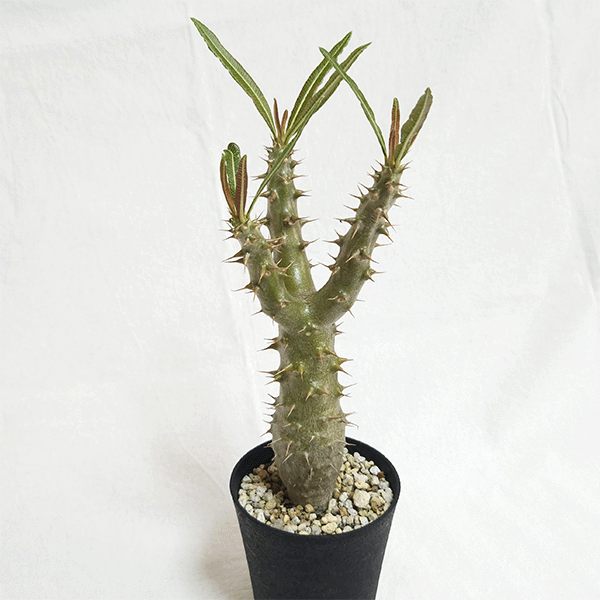パキポディウム ロスラーツム 3.5号 プラ鉢 塊根植物 コーデックス