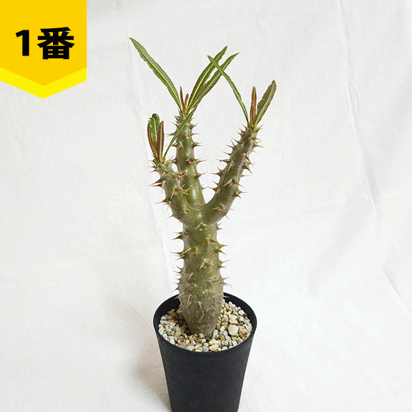 パキポディウム ロスラーツム 3.5号 プラ鉢 塊根植物 コーデックス