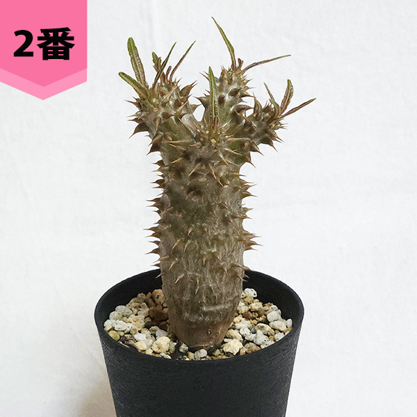 パキポディウム ロスラーツム 3.5号 プラ鉢 塊根植物 コーデックス