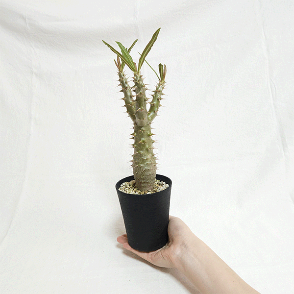 パキポディウム ロスラーツム 3.5号 プラ鉢 塊根植物 コーデックス