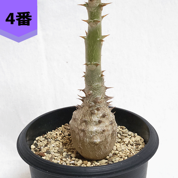 ビザールプランツ（サボテン、多肉植物） | 花、ガーデニング の