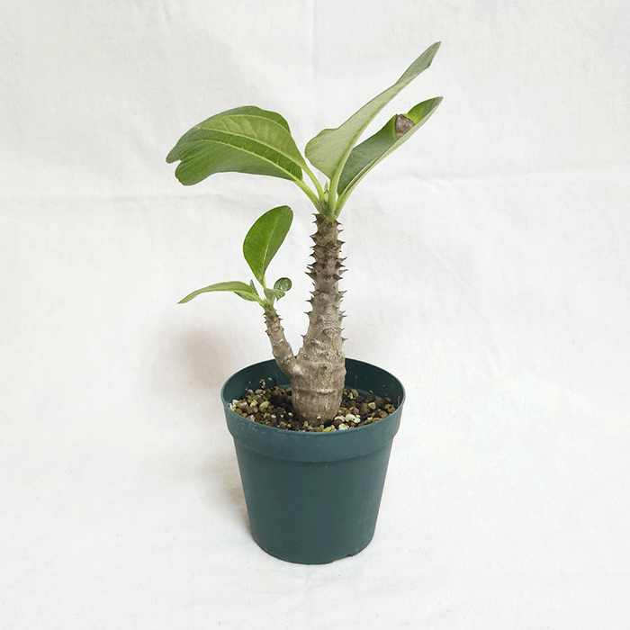 パキポディウム ウィンゾリー 2.5号 プラ鉢 塊根植物 コーデックス 土 