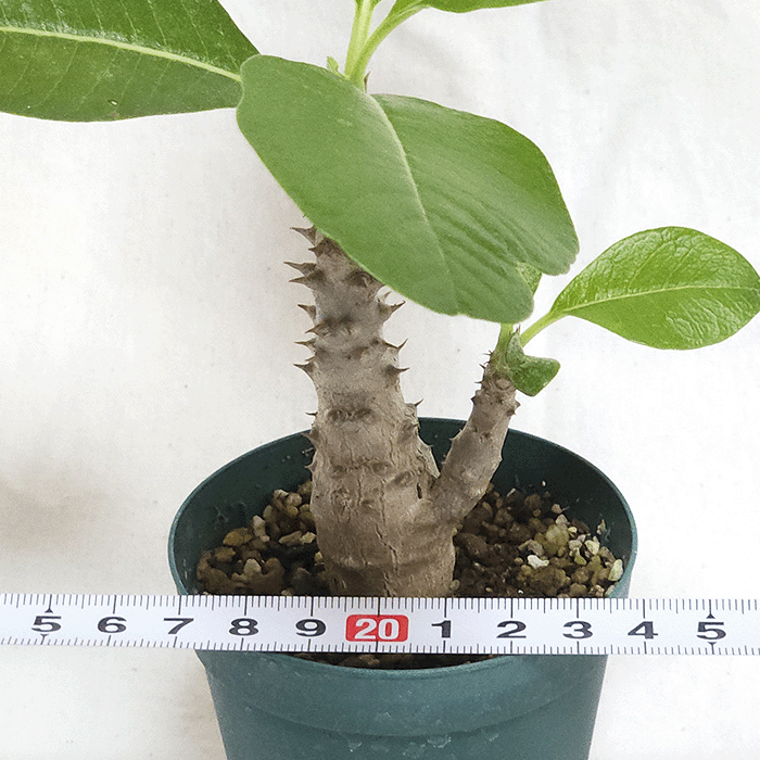 パキポディウム ウィンゾリー 2.5号 プラ鉢 塊根植物 コーデックス 土 