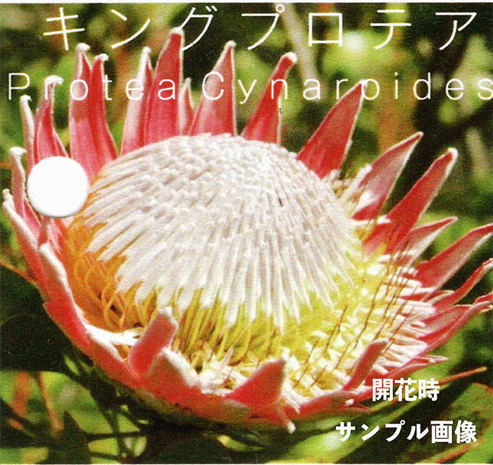 キングプロテア　①シナロイデス　オージープランツ　観葉植物 プロテア キングプロテア 5号 プラ鉢 シナロイデス 苗 花 観葉