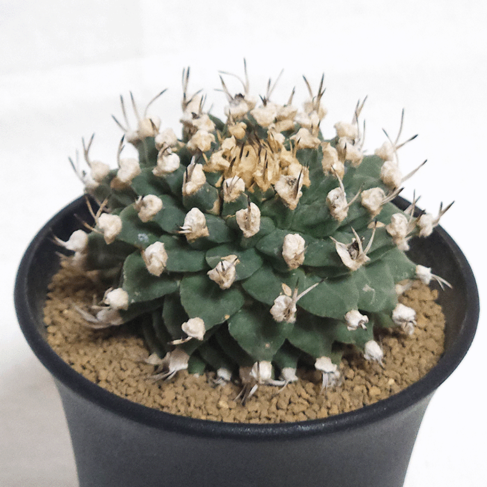 【小疣美形株】アロンソイ　/サボテン 塊根植物 ①サボテン ツルビニカルプス アロンソイ（大疣） 国内実生 鉢ごと