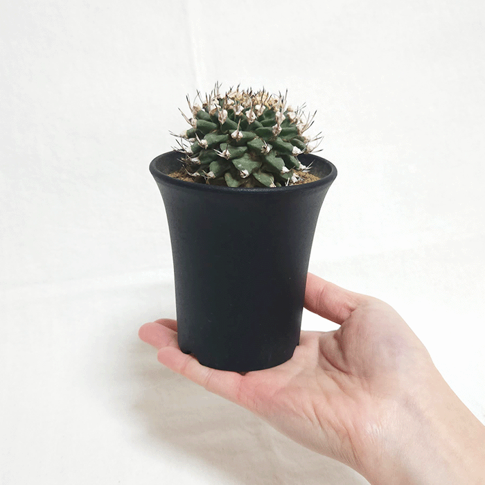 【小疣美形株】アロンソイ　/サボテン 塊根植物 ①サボテン ツルビニカルプス アロンソイ（大疣） 国内実生 鉢ごと