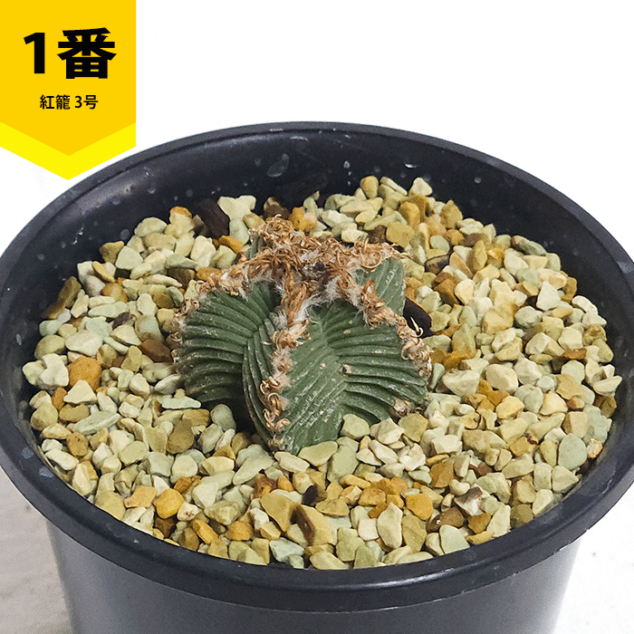 珍品 サボテン レア 多肉植物 | 塊根植物 希少 珍しい 安い商品を通販