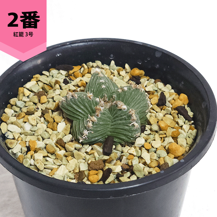 サボテン 紅籠 3号 プラ鉢 種類 一覧 土 レア 珍品 観葉 多肉 植物
