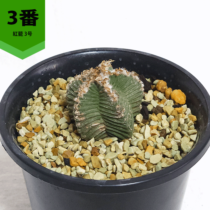 サボテン 紅籠 3号 プラ鉢 種類 一覧 土 レア 珍品 観葉 多肉 植物