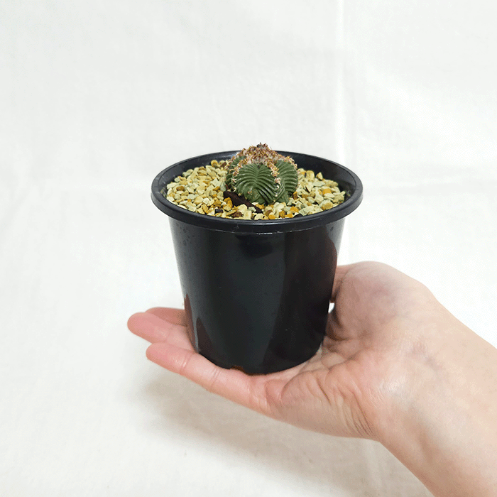 サボテン 紅籠 3号 プラ鉢 種類 一覧 土 レア 珍品 観葉 多肉 植物