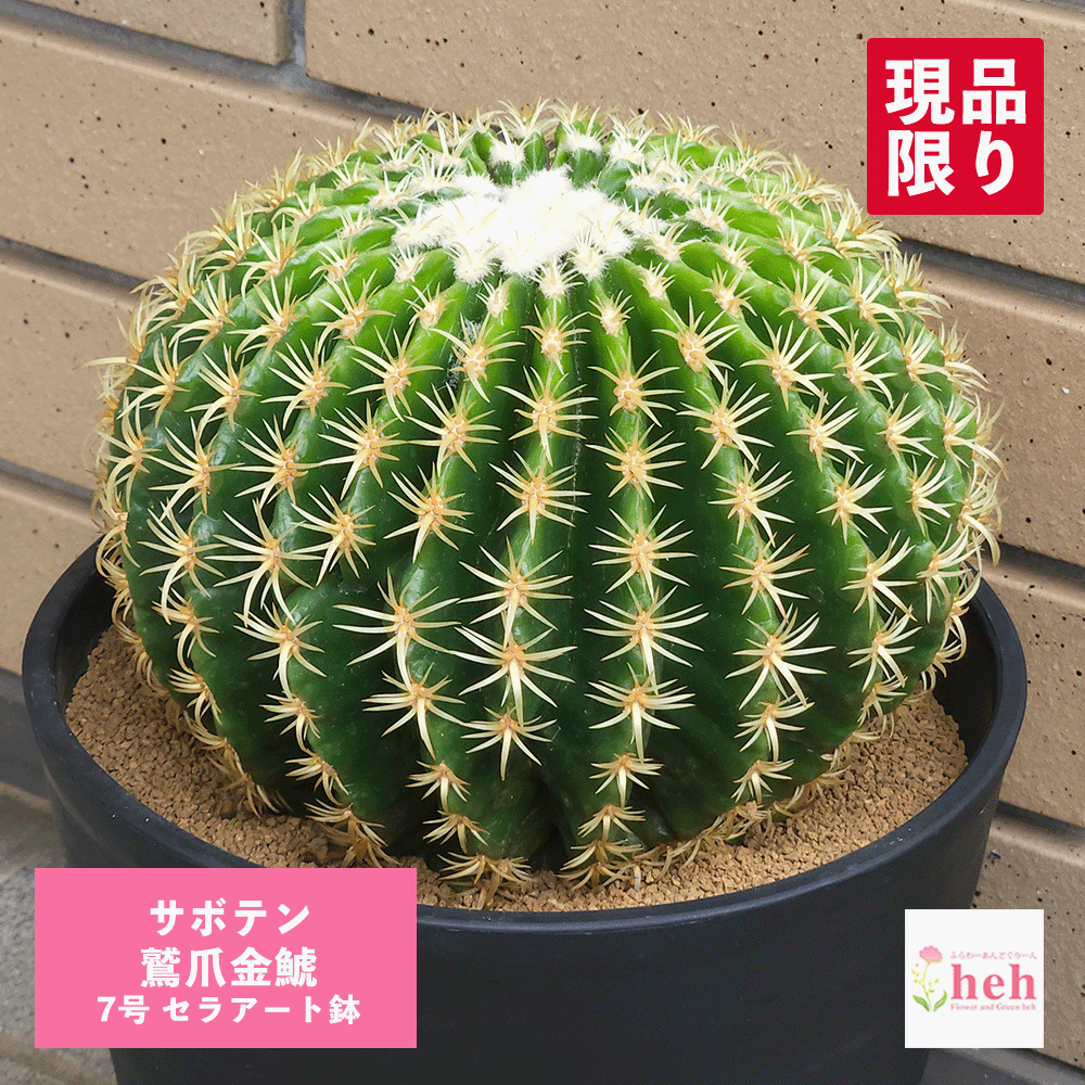サボテン クルビスピナス 7号 大型 観葉植物 インテリア 室内 おしゃれ