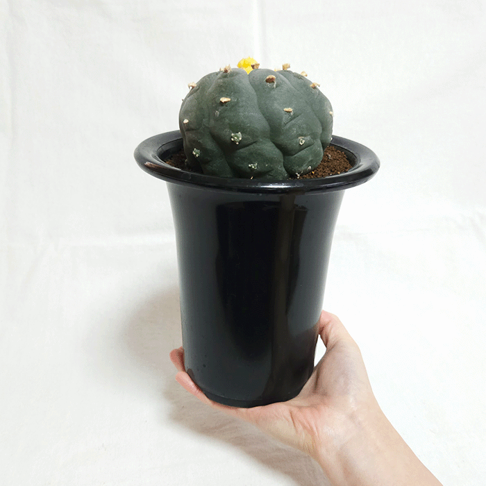 Top【選抜株】多肉植物　24885ロザリン　54個　鉢無し/脱土 多肉 つぶつぶ系を植えてみた💕😍 | CAINZ DIY Square エケベリア・セダム