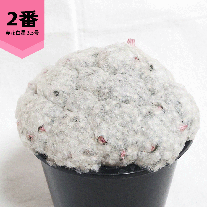サボテン 赤花白星 3.5号 プラ鉢 マミラリア 種類 一覧 丸 群生 トゲ
