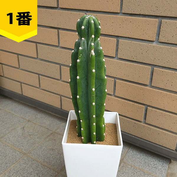 柱サボテン　ブランチ6鉢セット　5寸鉢 サボテン 柱サボテン 6号 プラ鉢 種類 一覧 種 土 丸 トゲ 大型