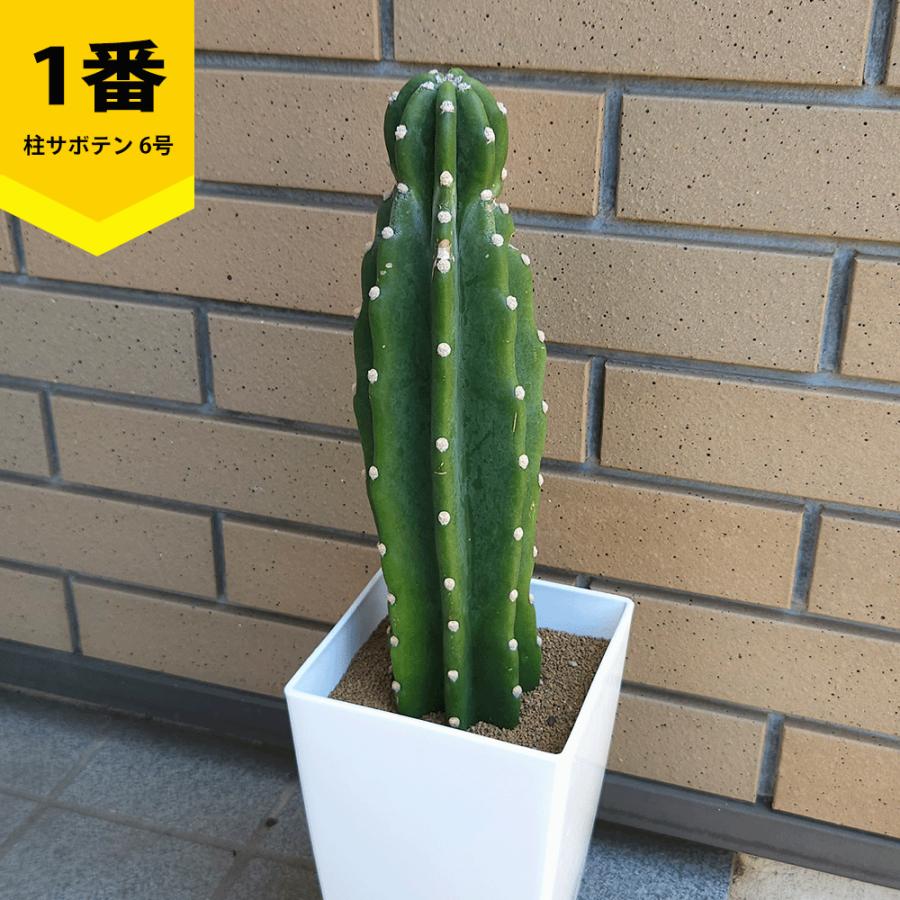 鬼面角(花、ガーデニング)のおすすめ人気商品一覧 通販 - Yahoo 鬼面角(花、ガーデニング)のおすすめ人気商品一覧 通販 - Yahoo