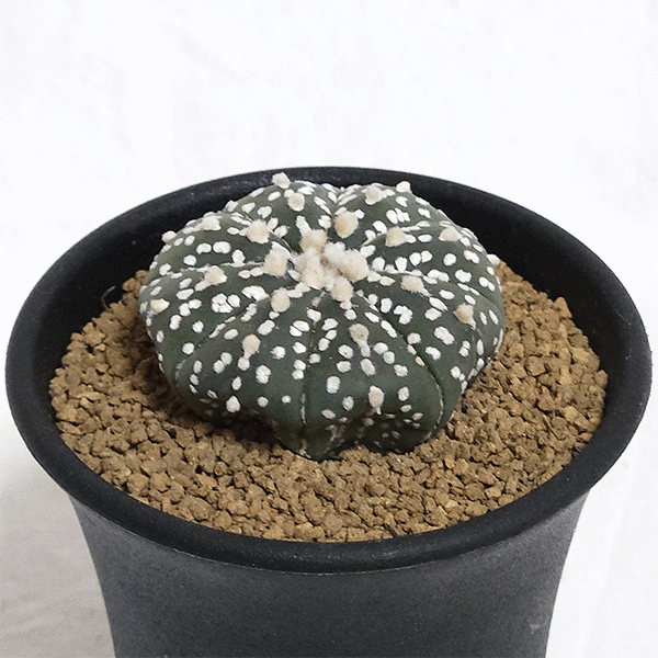 サボテン 兜 2.5号 プラ鉢 種類 一覧 種 土 丸 観葉植物 多肉植物 トゲ