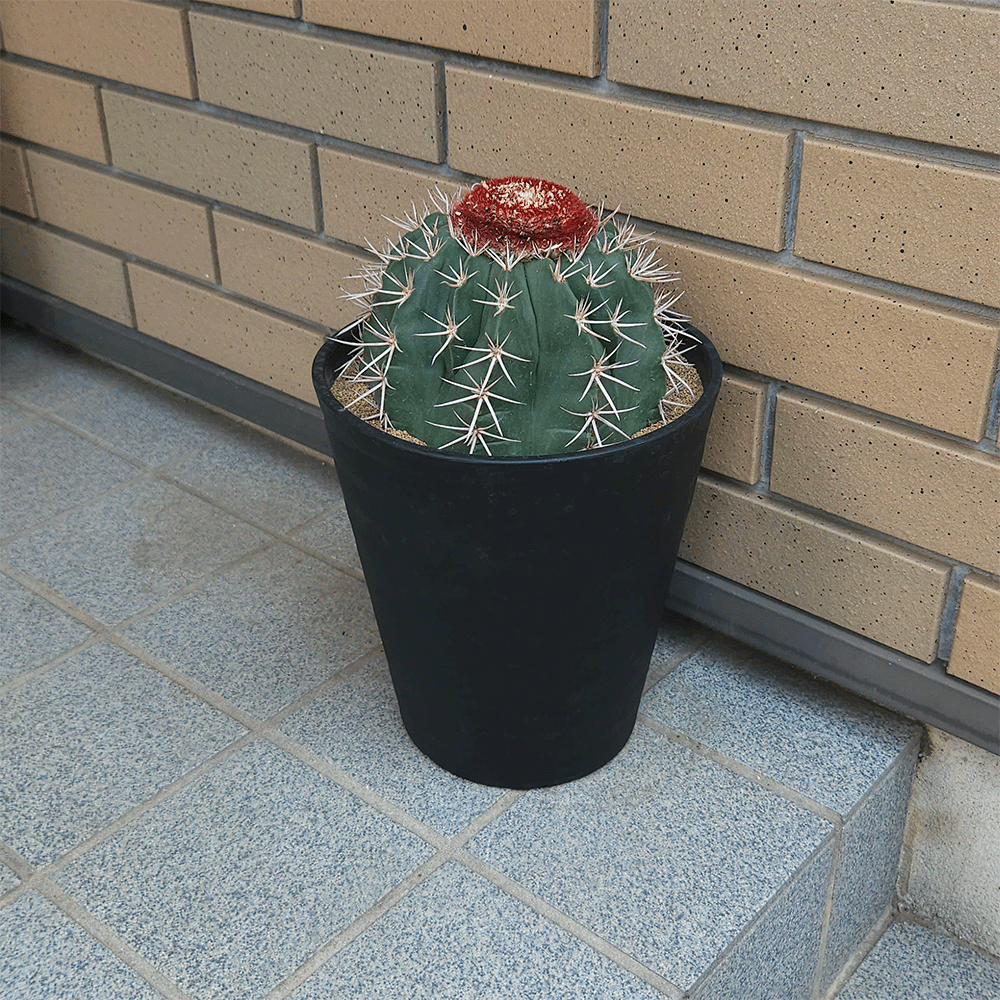 サボテン クルビスピナス 7号 大型 観葉植物 インテリア 室内 おしゃれ