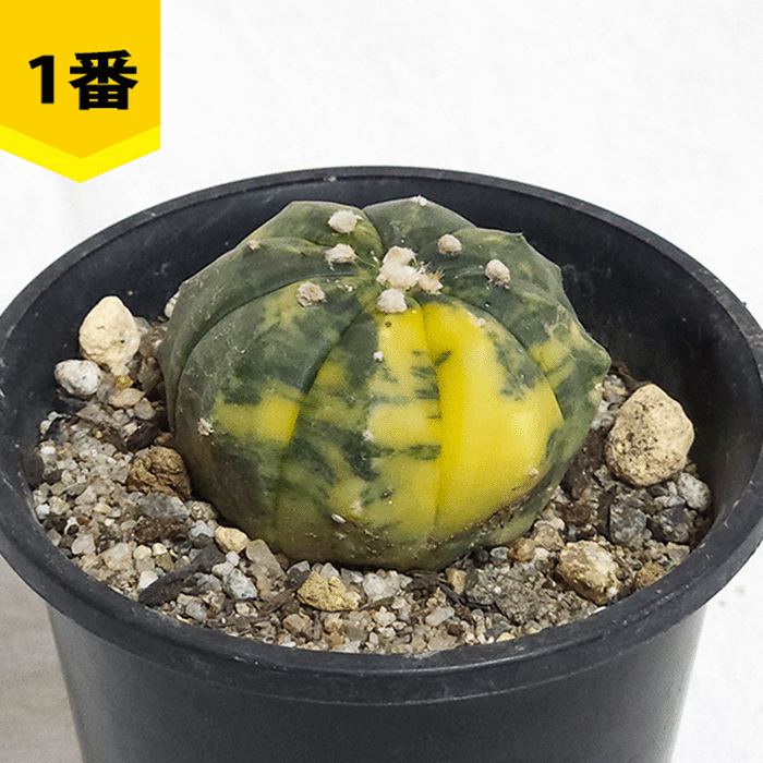 サボテン白兜35本(タイプいろいろ) サボテン白兜35本(タイプいろいろ) サボテン白兜35本(タイプいろいろ