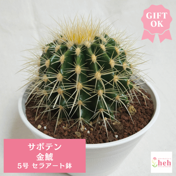 サボテン 金鯱 キンシャチ 8号 逸品 ビッグサイズ 本物 観葉植物 アガベ サボテン 金鯱 8号 プラ鉢 種類 一覧 鉢 丸 種 大型 エキノ