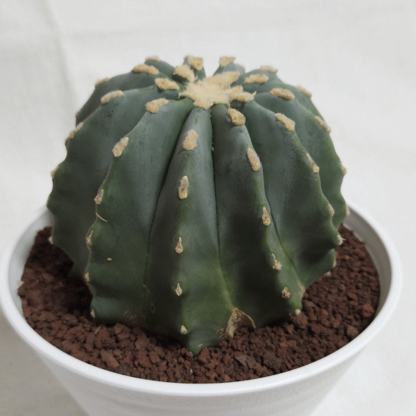 ラスト　希少　サボテン　フェロカクタス　狂刺王冠竜　自根 Ferocactus glaucescens フェロカクタス 刺無王冠竜 サボテン