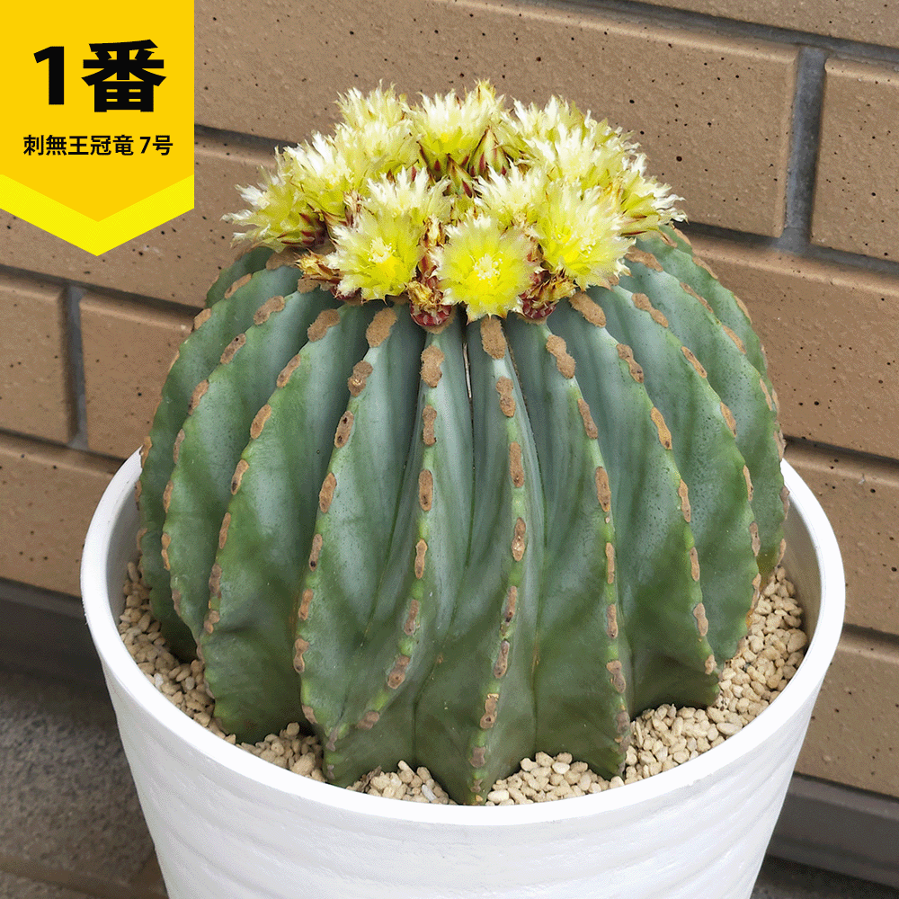 王冠竜（サボテン、多肉植物） | 花、ガーデニング のおすすめ人気商品