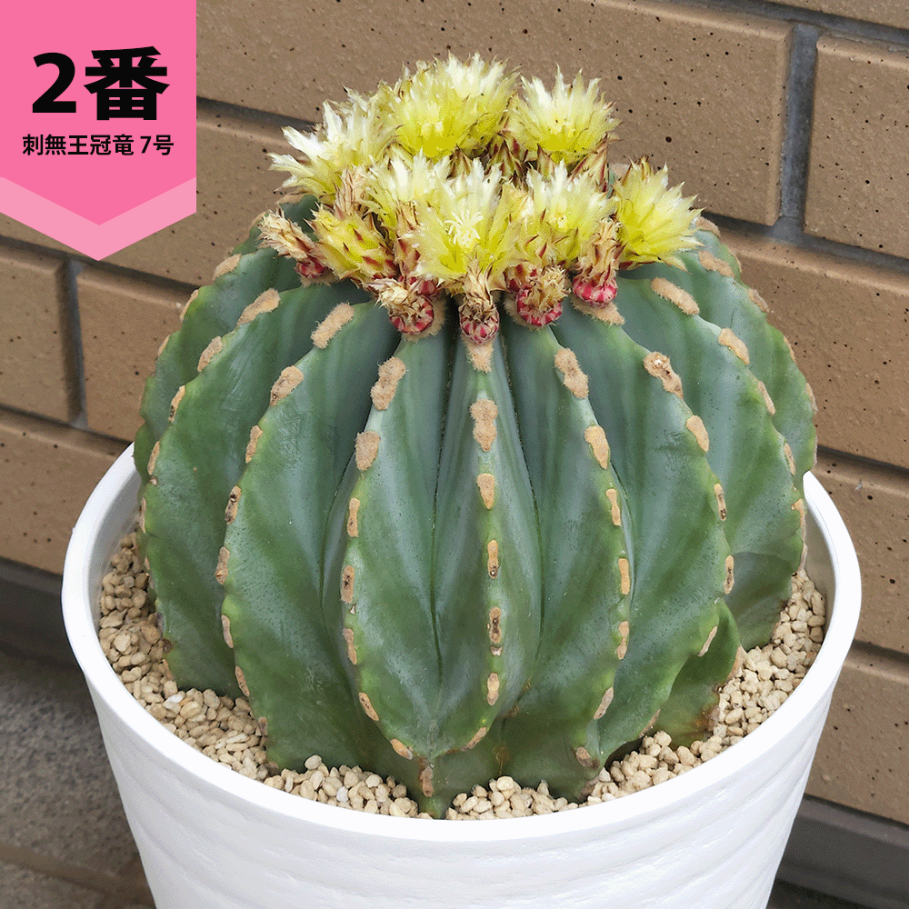 極上　王冠竜　12号鉢　 サボテン 王冠竜 8号鉢 大型 観葉植物 多肉植物 おしゃれでかわいい