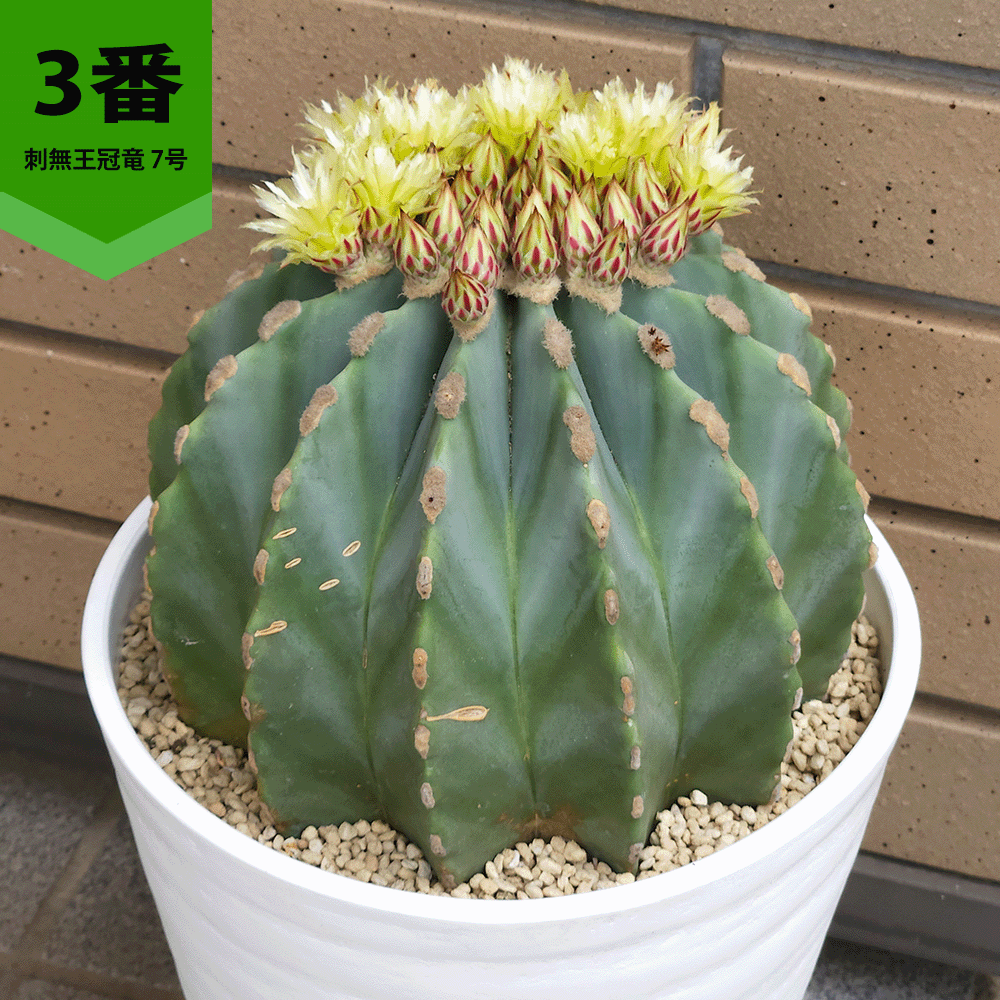王冠竜（サボテン、多肉植物） | 花、ガーデニング のおすすめ人気商品