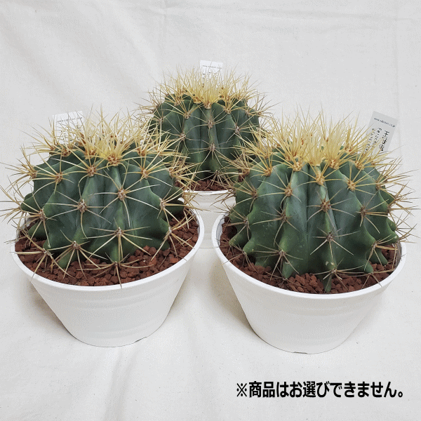 楽天市場】王冠竜 オウカンリュウ サボテン フェロカクタス 7号