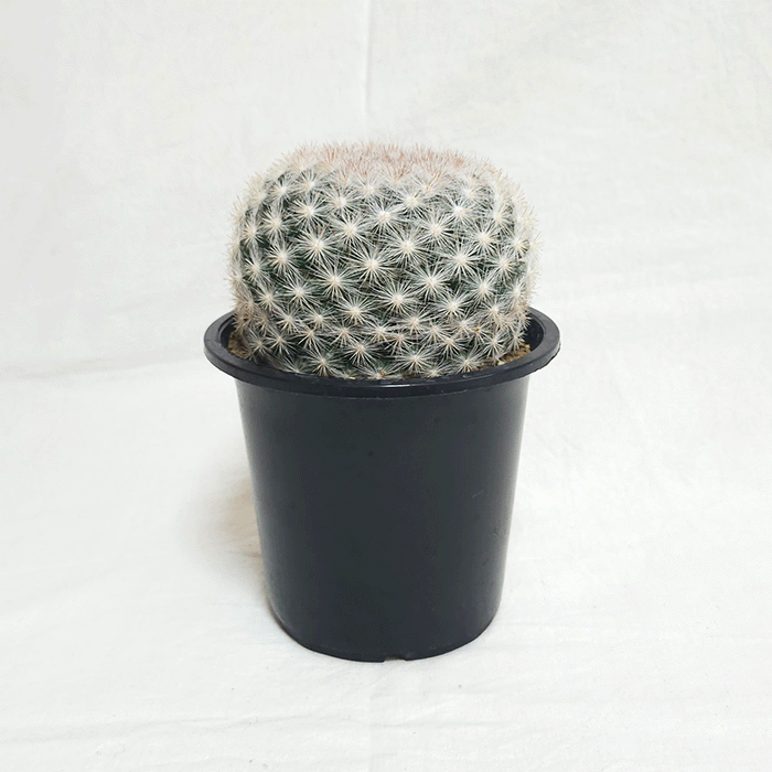 中型サボテン 複数の茎 トゲが豊富 サボテン】は種類が豊富で花もきれいなんです！ 初心者必見、サボテン
