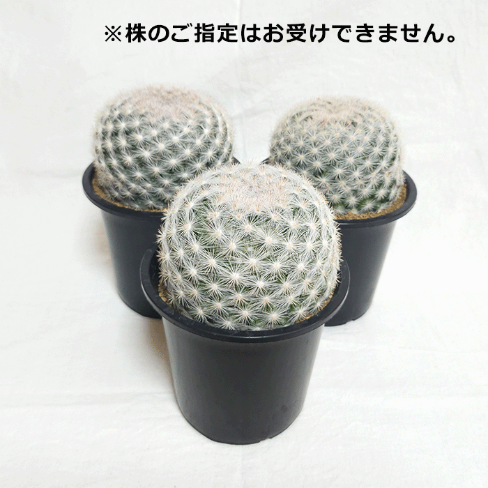サボテン 桜月 4号 プラ鉢 種類 一覧 トゲ 丸 種 土 マミラリア 珍奇