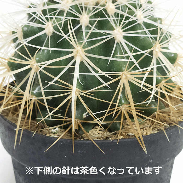サボテン 白刺金鯱 4号 プラ鉢 種類 一覧 丸 種 金鯱 エキノカクタス