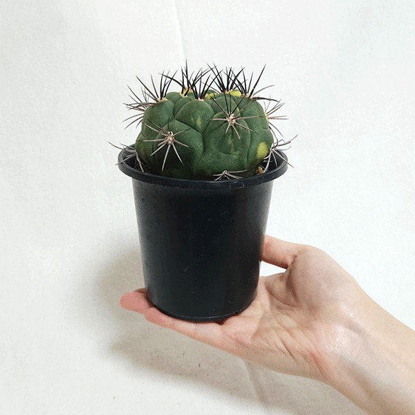 サボテン　世界の図　5号鉢 サボテン：エキノプシス 世界の図 3.5号鉢植え の通販 | 園芸ネット