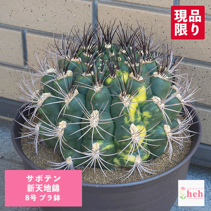 サボテン 天城 8号 セラアート鉢 フェロカクタス 一点物 種類 鉢植え