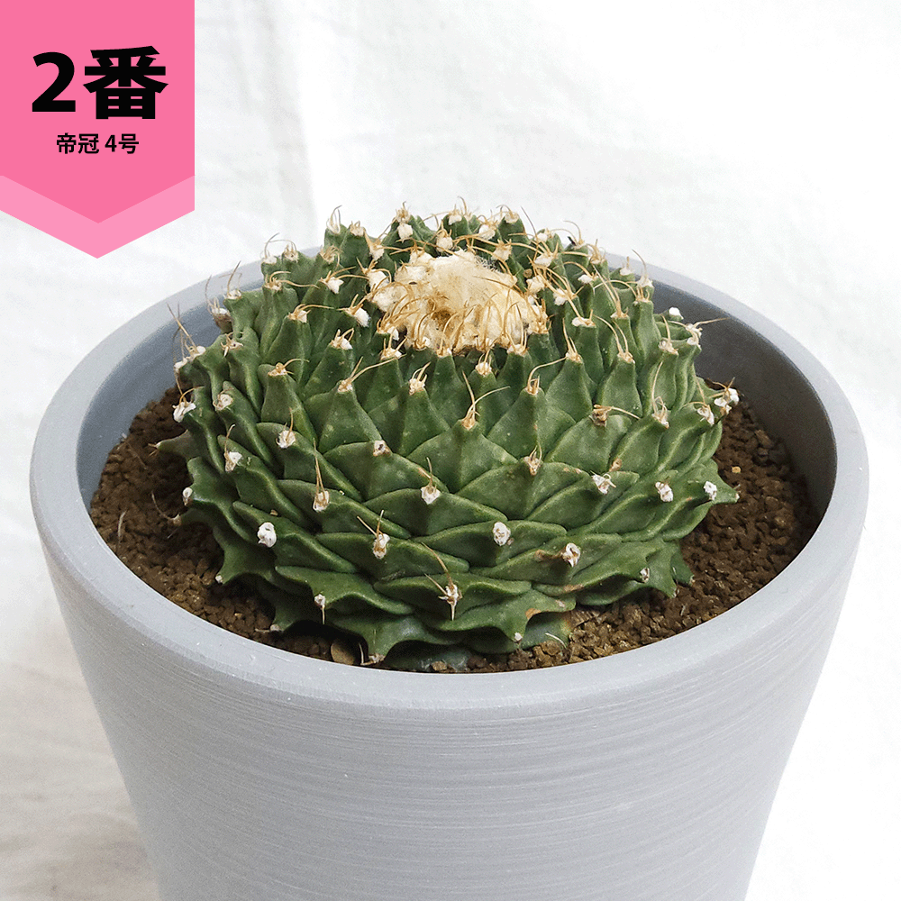 ビザールプランツ（サボテン、多肉植物） | 花、ガーデニング の