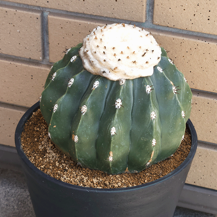 サボテン 刺無クルビスピナス 6号 セラアート鉢 種類 鉢 土 大型 トゲ