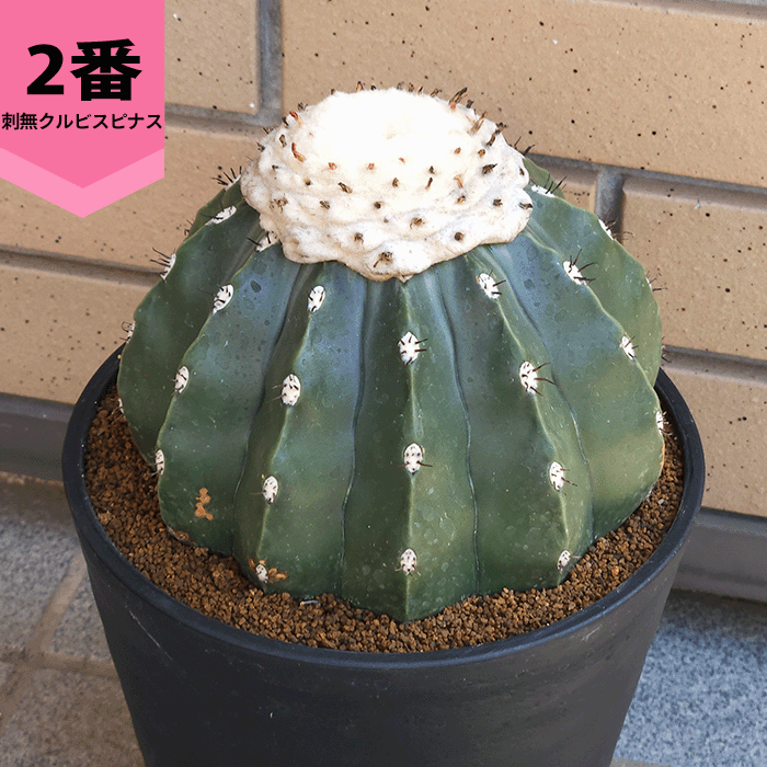 Top【選抜株】多肉植物　22170 ノー24個　鉢無し/脱土 サボテン 刺無クルビスピナス 6号 セラアート鉢 種類 鉢 土 大型 トゲ