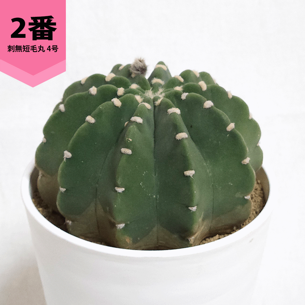 サボテン 丸（サボテン、多肉植物） | 花、ガーデニング の商品一覧