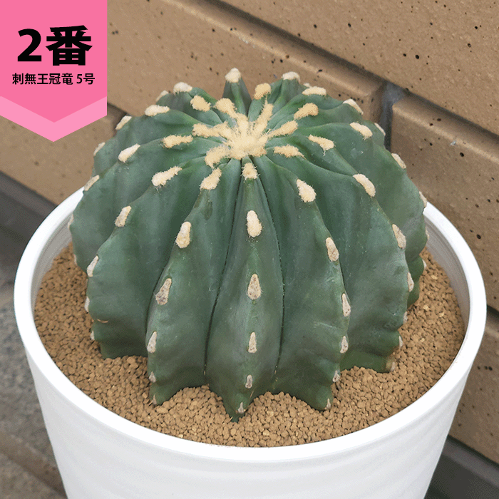 王冠竜の商品一覧 通販 - Yahoo!ショッピング