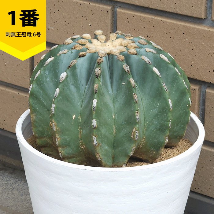 【特大】　王冠竜③ 王冠竜（サボテン、多肉植物） | 花、ガーデニング のおすすめ人気商品