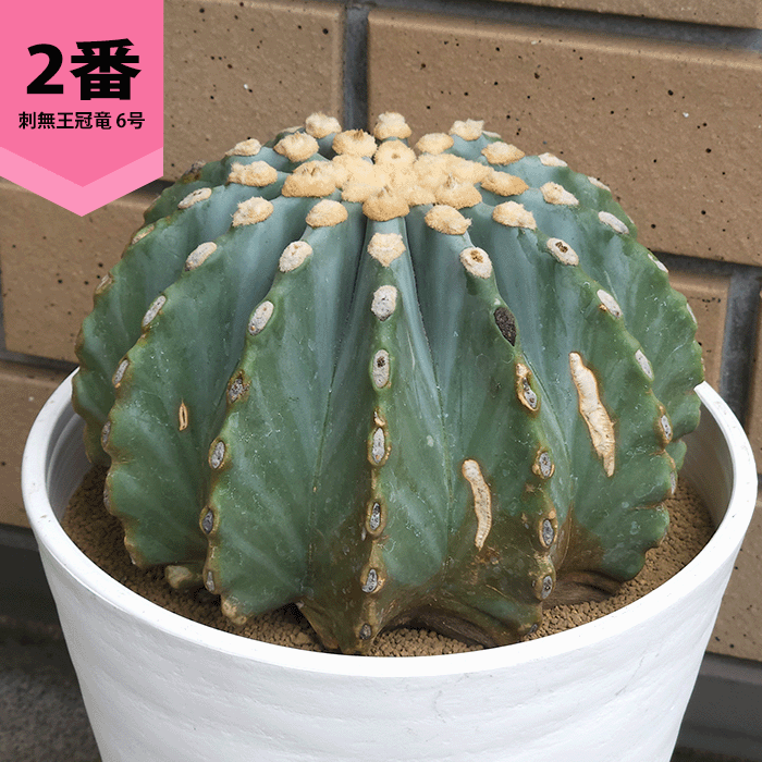 王冠竜のおすすめ人気商品一覧 通販 - Yahoo!ショッピング