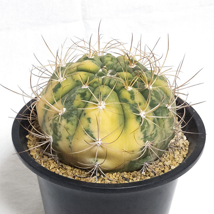 サボテン 天紫錦 4.5号 プラ鉢 種類 一覧 種 土 丸 斑入り 観葉植物