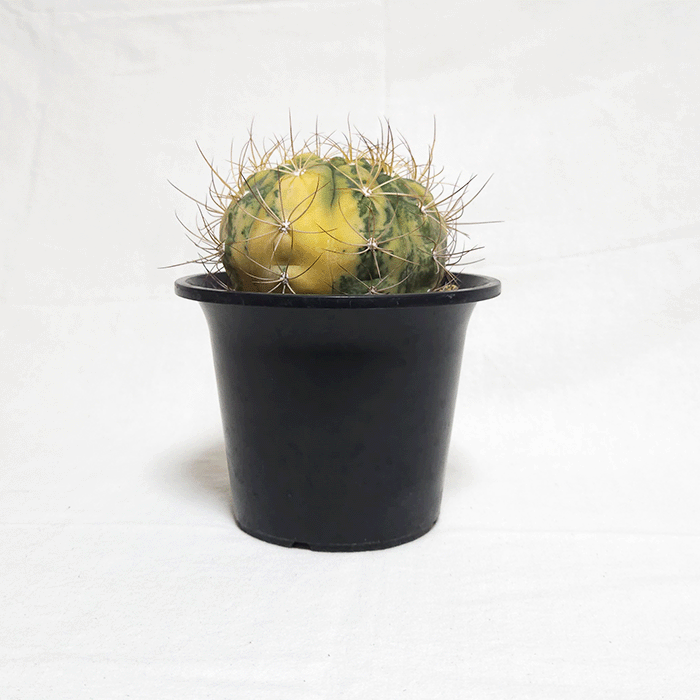 サボテン 天紫錦 4.5号 プラ鉢 種類 一覧 種 土 丸 斑入り 観葉植物