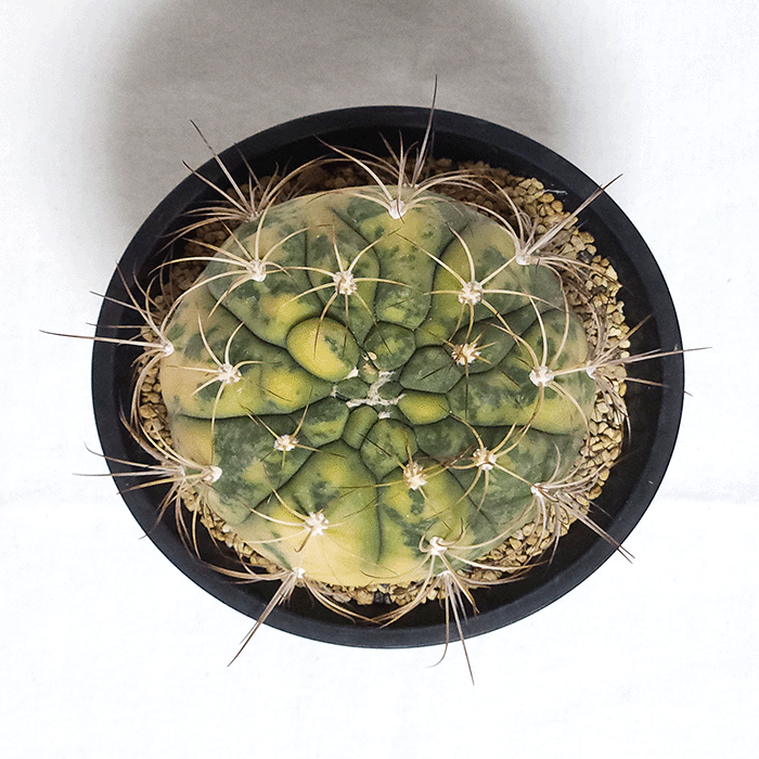 サボテン 天紫錦 4.5号 プラ鉢 種類 一覧 種 土 丸 斑入り 観葉植物