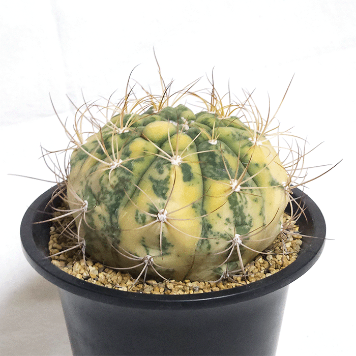 サボテン 天紫錦 4.5号 プラ鉢 種類 一覧 種 土 丸 斑入り 観葉植物