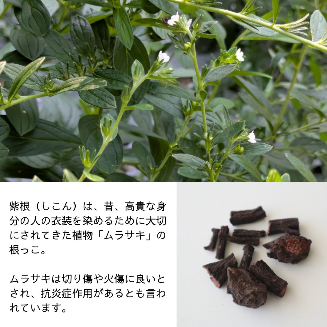 紫根はムラサキという植物の根っこ 切り傷や火傷に良いとされ抗炎症作用があるとも言わています